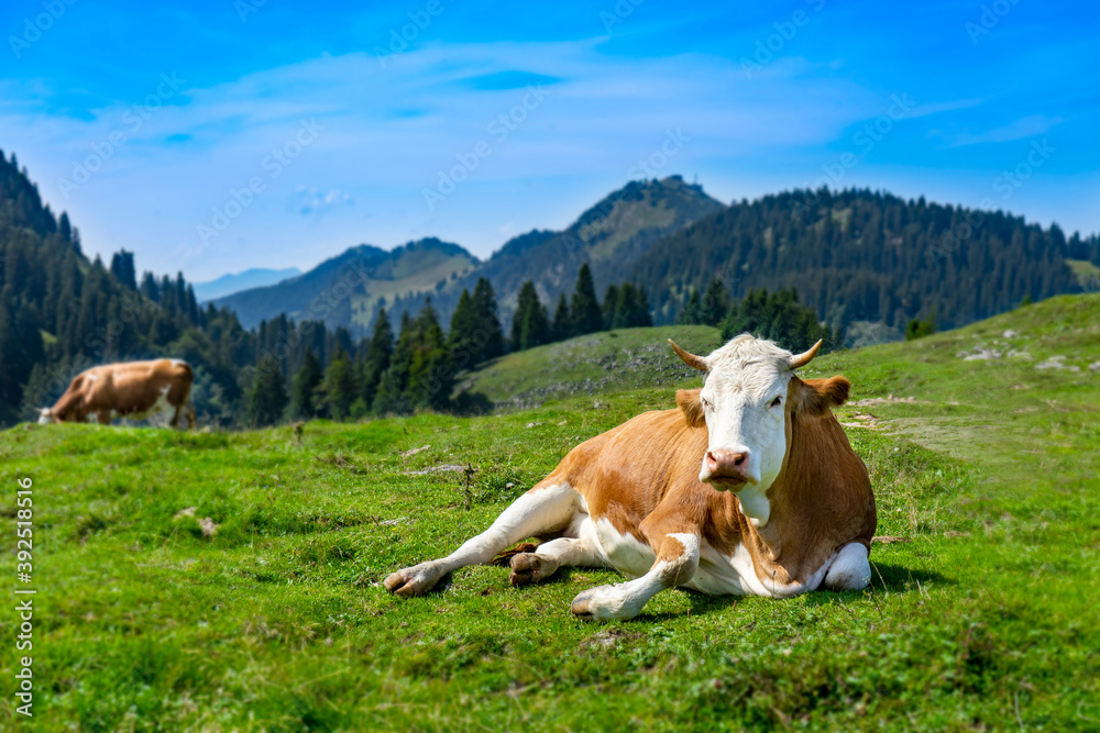Junge braungefleckte Kuh auf der Alm Laubenstein Berges - im Hintergrund Hocheck: Wanderurlaub in Bayern
