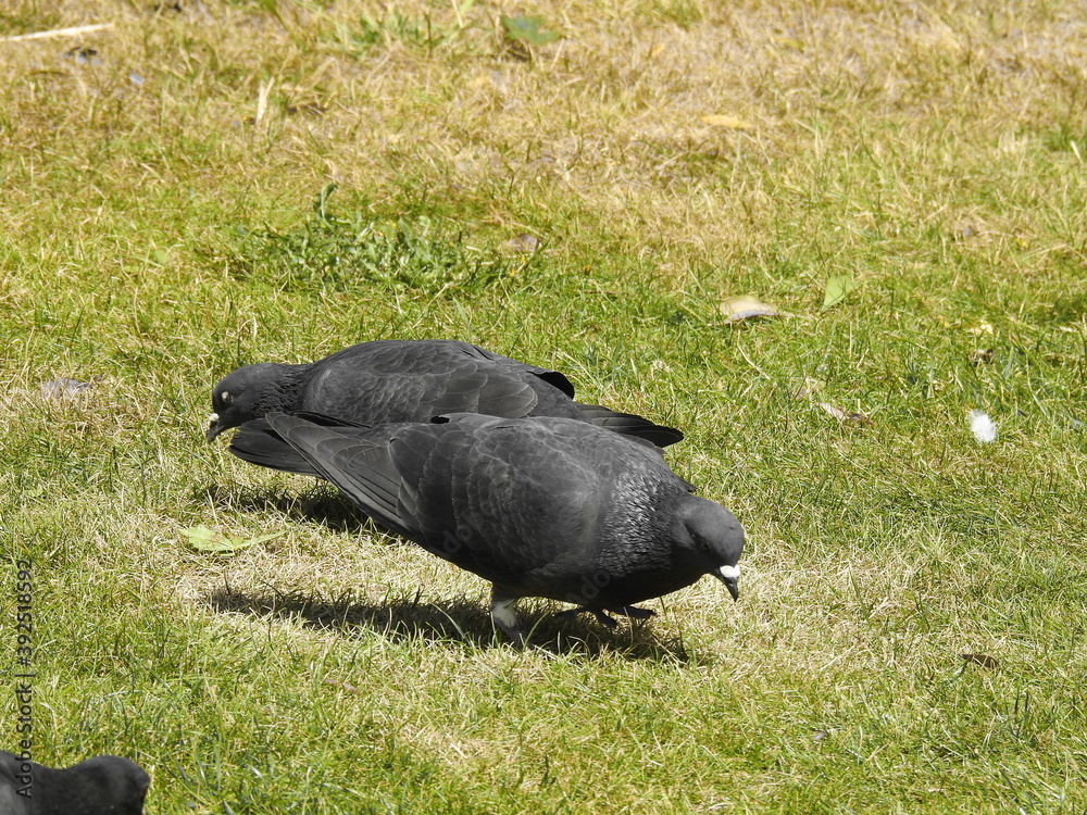 Obraz premium Two dark gray pigeons in the grass
