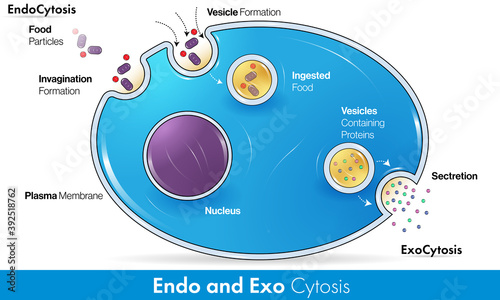 Mechanism of Endocytosis and exocytosis vector design with detailed labelling in Blue color  photo