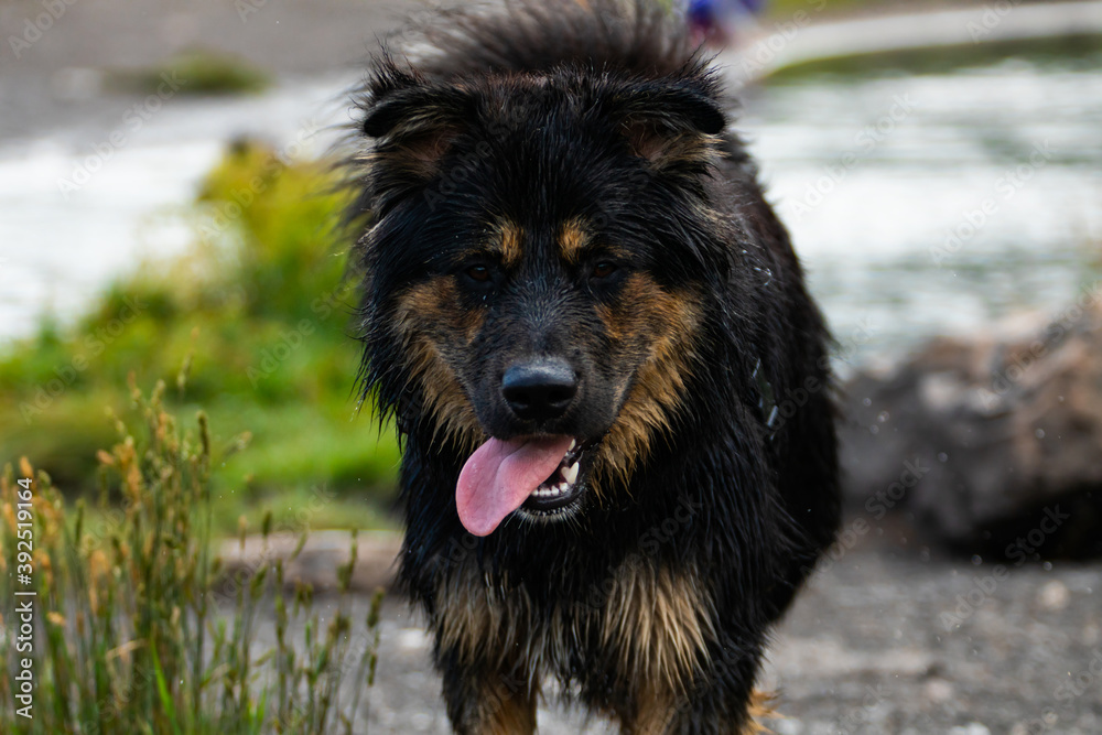 Close up shot of bernese looking dog with black and brown fur running on the muddy edge of a canadian lake with his tongue sticking out.