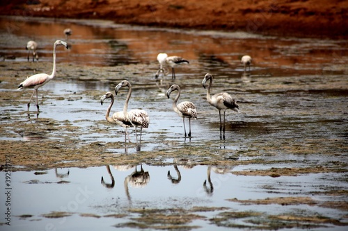 Flamingos in Morocco sahara.