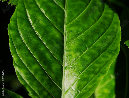 A leaf in closeup in shadow and light in jena