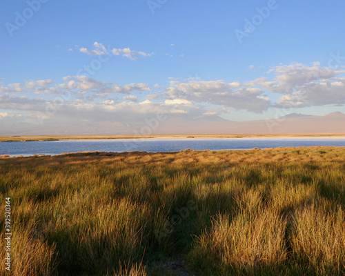 Fototapeta Naklejka Na Ścianę i Meble -  Salt lake in Atacama desert with grass landscape, Chile