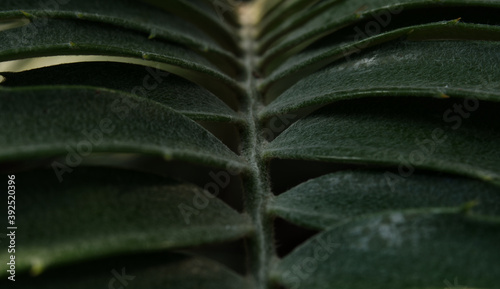 A leaf in closeup in shadow and light in jena