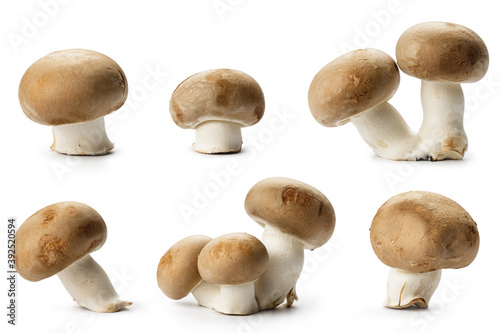 Champignon mushrooms isolated on white background. Vegetarian food ingredient. Fresh mushrooms from the forest.
