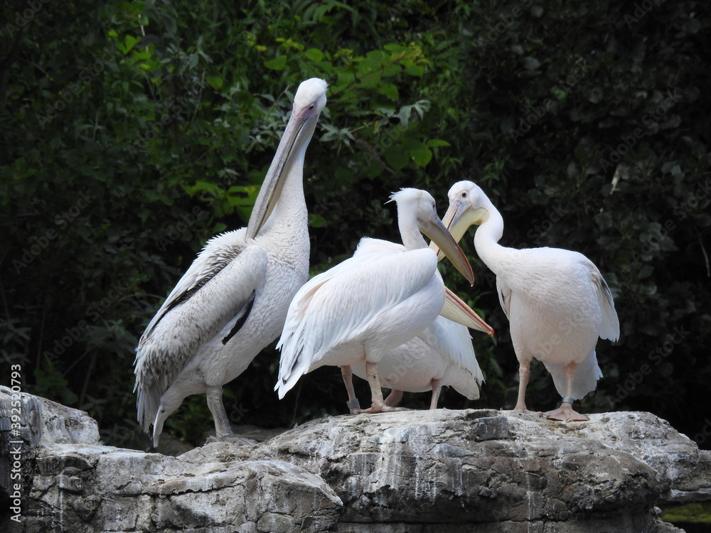 Four white pelicans stand on large rocks Four white pelicans stand on large rocks