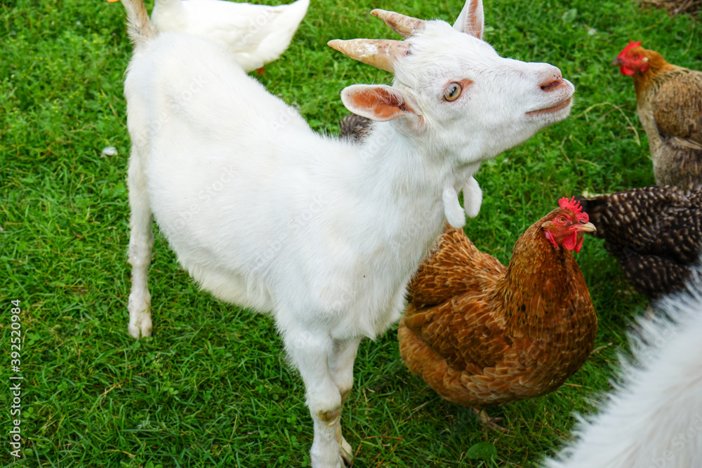 Obraz premium goat and hens