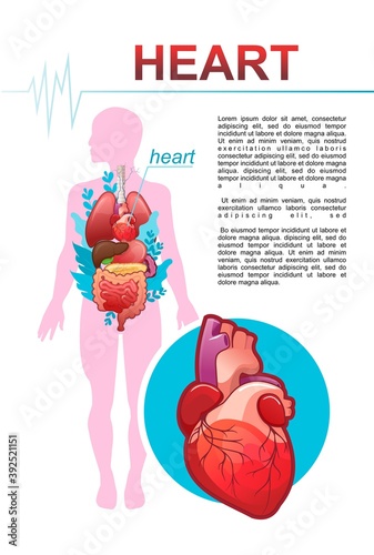 internal organs medical poster concept