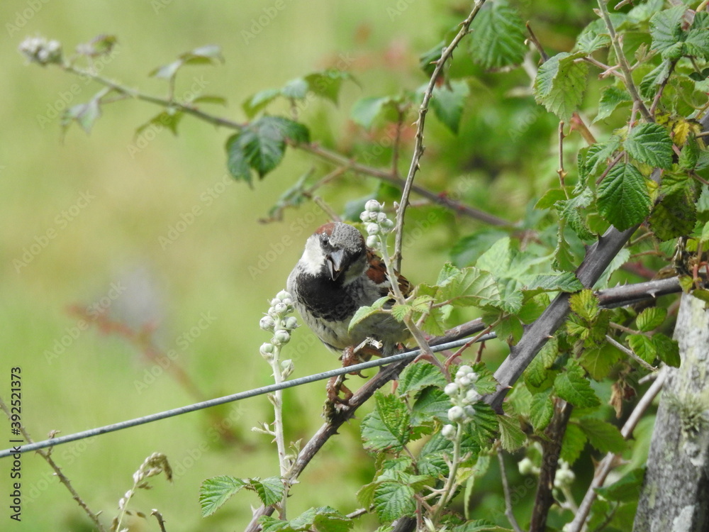 Little bird on a thorny fruit bush