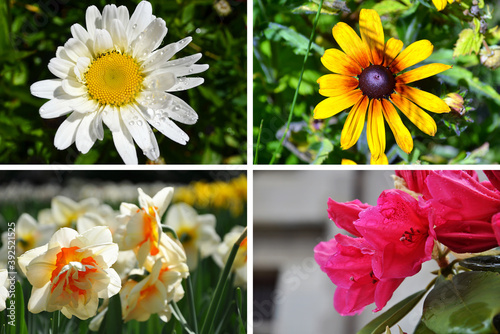 Chamomile, Gaillardia, Narcissus and Lilium garden set