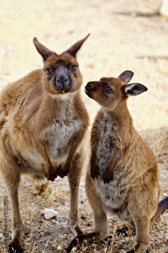 Känguru Familie © Peter