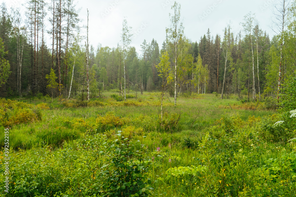 Fototapeta premium plain with grass and trees