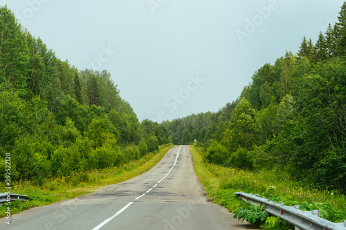 asphalt road among the trees