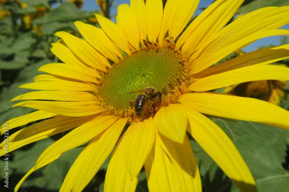 Beautiful sunflower in the field, closeup Beautiful sunflower in the field, closeup