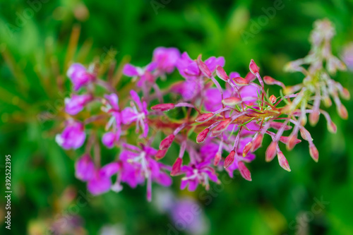 loosestrife