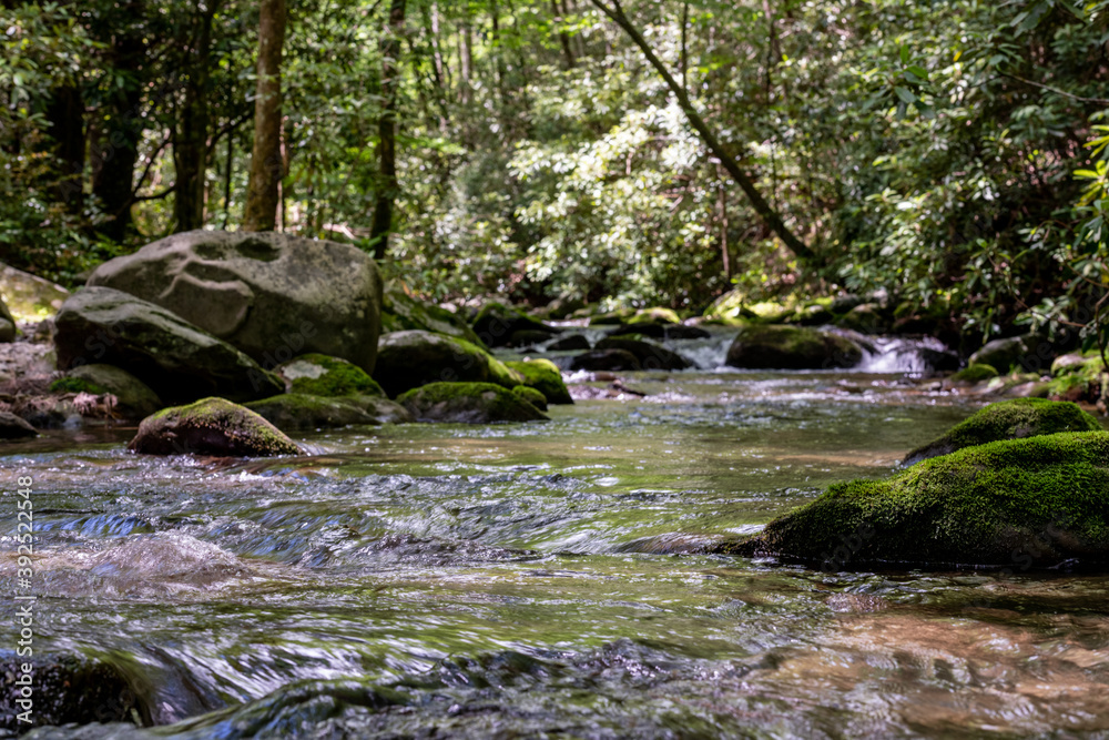 Obraz premium Sun Highlights Mossy Rocks in West Prong