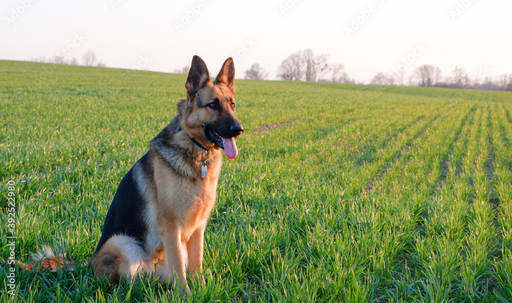 German Shepherd sitting on the green grass German Shepherd sitting on the green grass