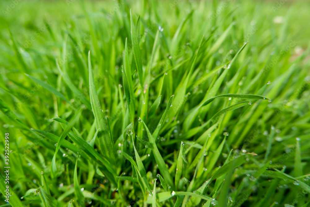 Close up of fresh thick grass with water drops in the early morn Close up of fresh thick grass with water drops in the early morn