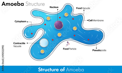 Detailed Structure of Microorganism Amoeba in blue color showing all the organelles 