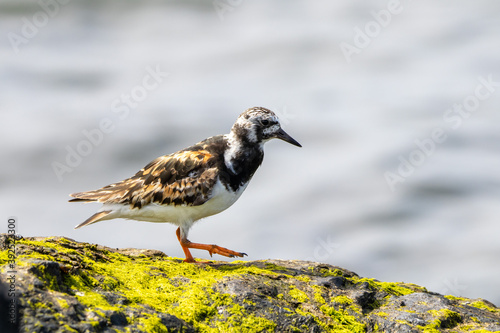 A Ruddy Turnstone © World Travel Photos