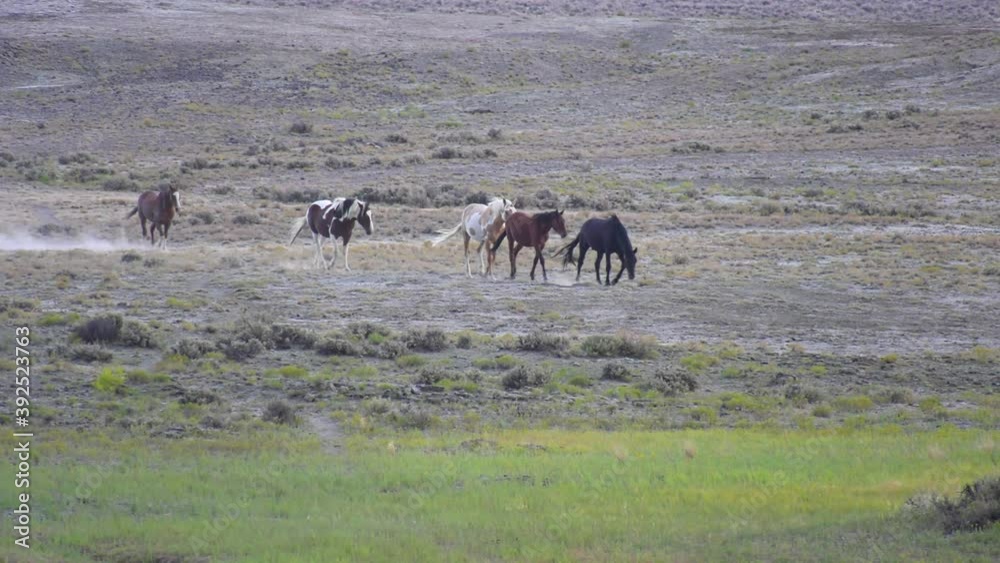 herd of wild horses walking in a dry dusty field
