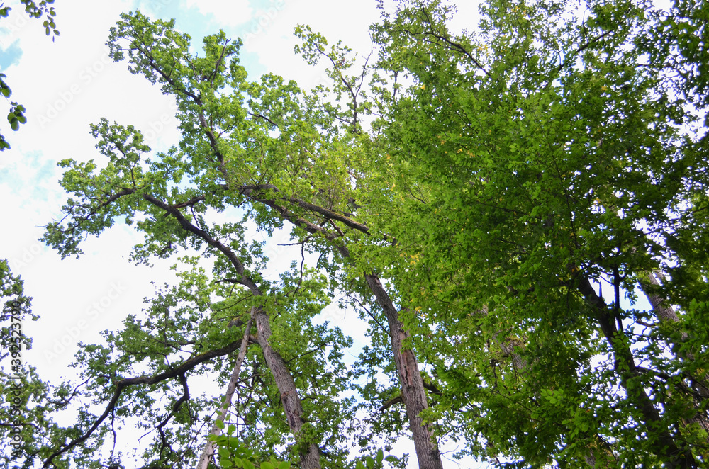 Fototapeta premium Green treetops framing the sunny blue sky with clouds. Space for text. Nature concept.