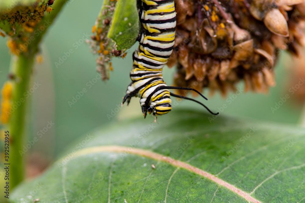 Naklejka premium Caterpillar - Monarch