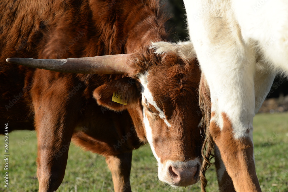 long, longer, longhorn. Beautiful longhorn cows in the sun long, longer, longhorn. Beautiful longhorn cows in the sun