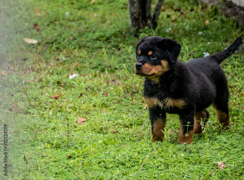 Rottweiler puppy in a backyard