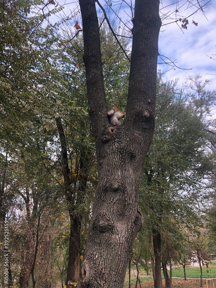 Obraz premium Squirrel 