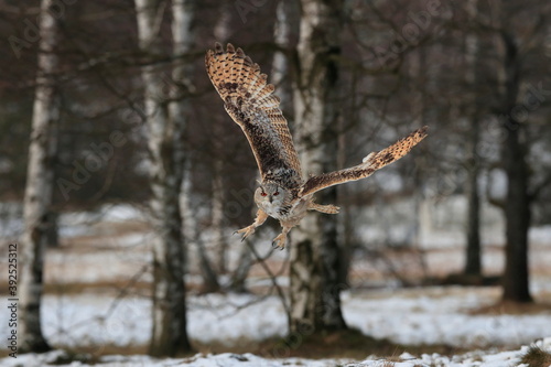 A huge, strong, blonde owl with huge orange eyes flying directly to the photographer on a white snowy trees background. Eurasian Eagle Owl, Bubo bubo sibiricus