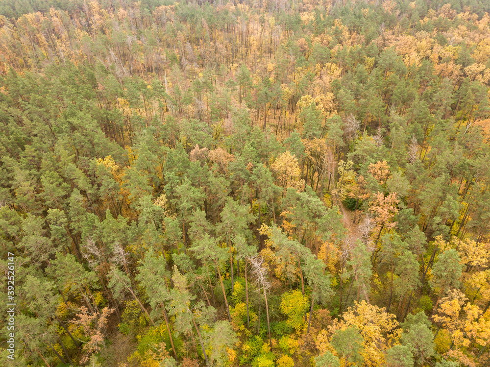 Aerial drone view. Autumn mixed forest. Yellow deciduous trees among green conifers. Aerial drone view. Autumn mixed forest. Yellow deciduous trees among green conifers.