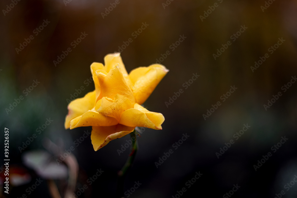 Fall rose on the dark bokeh background Fall rose on the dark bokeh background