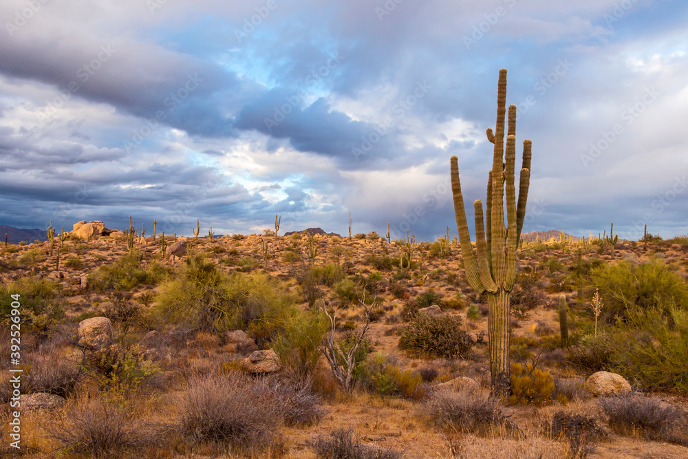 Classic Arizona Desert Landscape With Cactus Classic Arizona Desert Landscape With Cactus