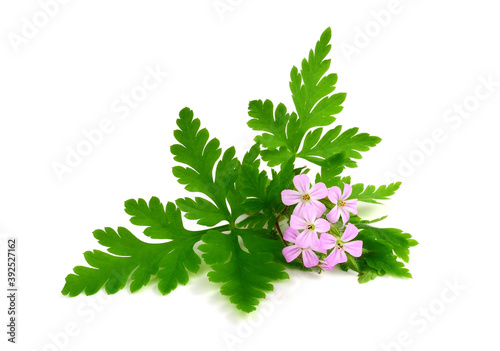 Closeup on Erodium Cicutarium Flowers and Leaves. Also Known as Redstem Filaree, Redstem Stork's Bill, Common Stork's-Bill or Pinweed. Isoalted on White Background.