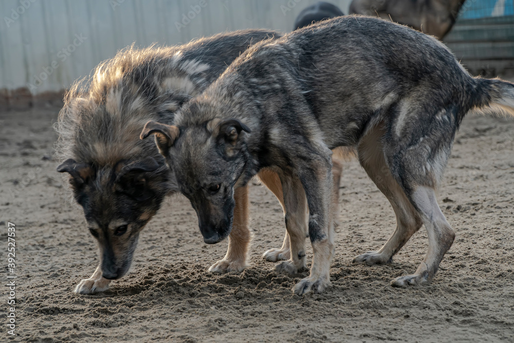 Fototapeta premium Close-up portrait of a simple, funny but smart mongrel dog,