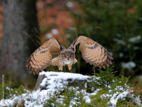 A great strong brown owl with huge red eyes flying through the forest directly to the photographer on a red and green trees background. Eurasian Eagle Owl, Bubo bubo.