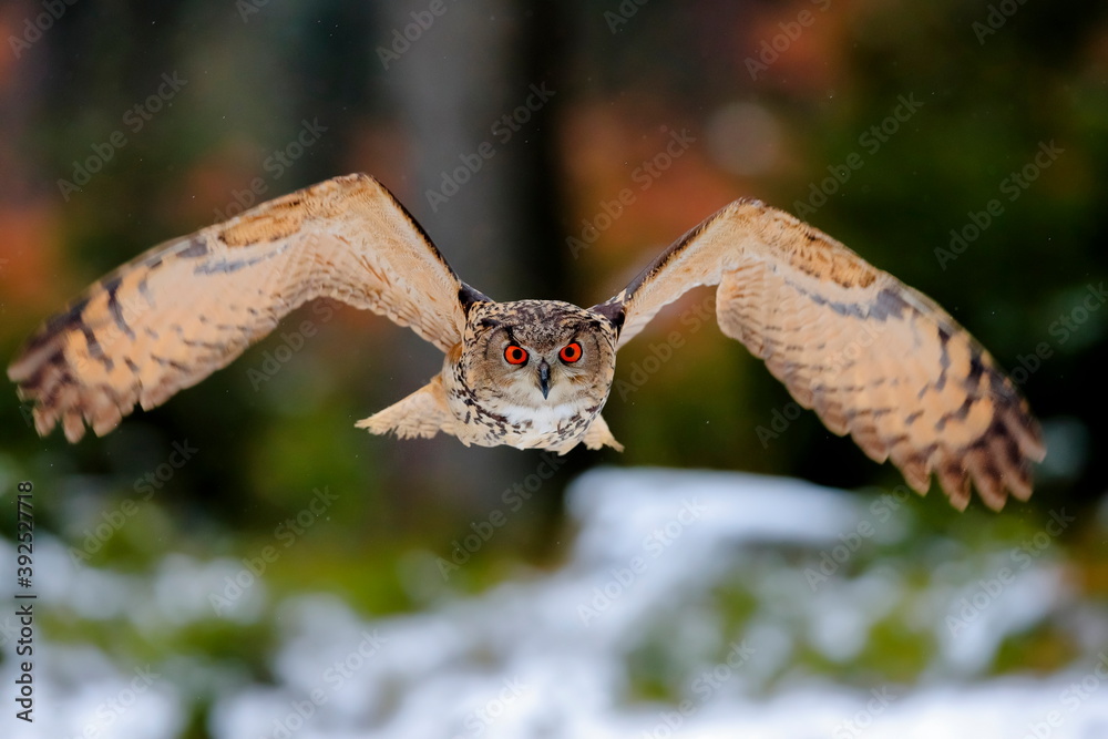 Fototapeta premium A great strong brown owl with huge red eyes flying through the forest directly to the photographer on a red and green trees background. Eurasian Eagle Owl, Bubo bubo.