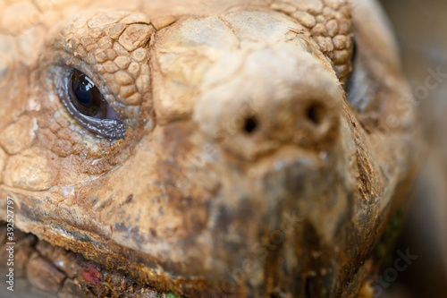Turtle face close up image. High quality photo