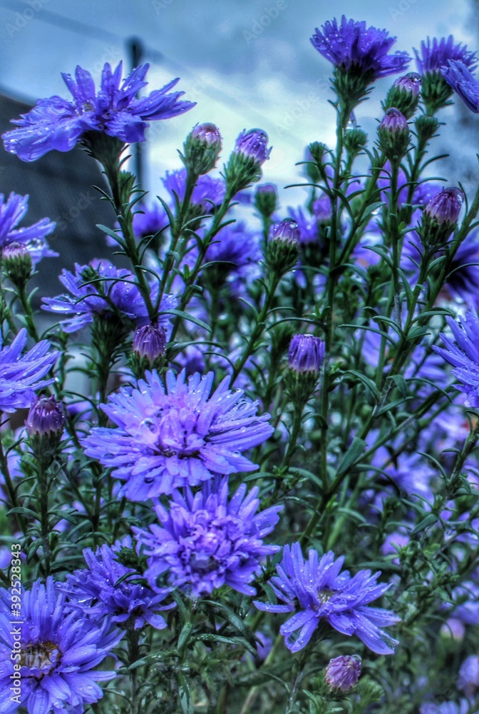 Naklejka premium flowers background