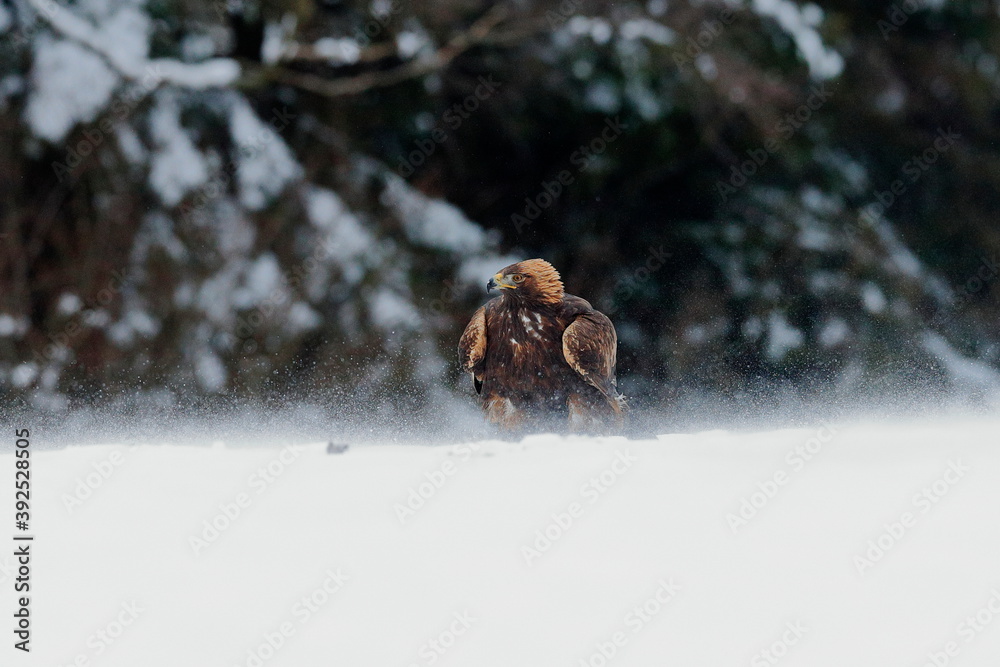 Close-up portrait of Golden Eagle in natural environtment, winter time, Aquila chrysaetos. Close-up portrait of Golden Eagle in natural environtment, winter time, Aquila chrysaetos.