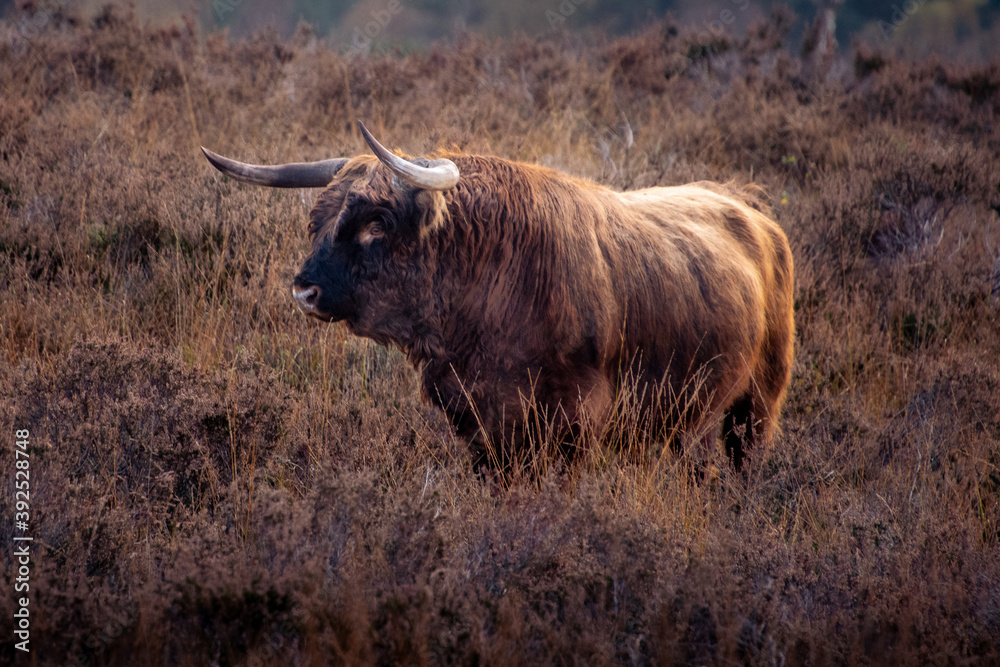 scottisch highlander bull scottisch highlander bull