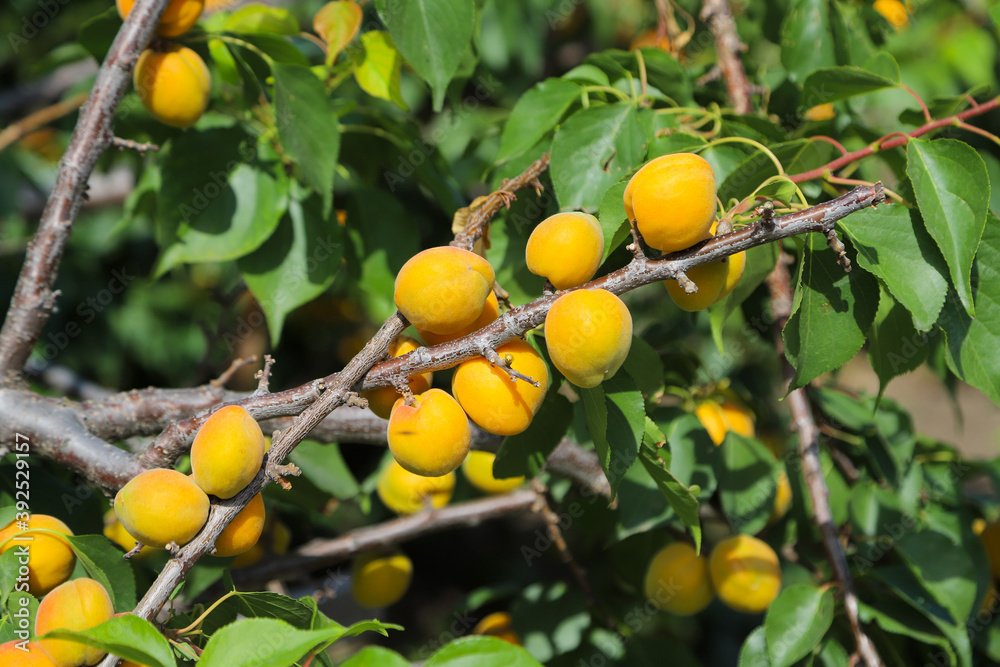Branches of the apricot tree with great number of fruits in the garden in summer Branches of the apricot tree with great number of fruits in the garden in summer
