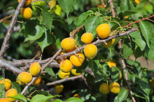 Branches of the apricot tree with great number of fruits in the garden in summer