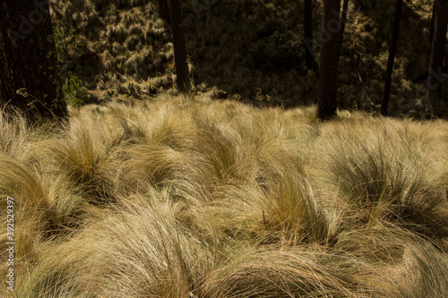 Grass in the wind in the middle of a forest