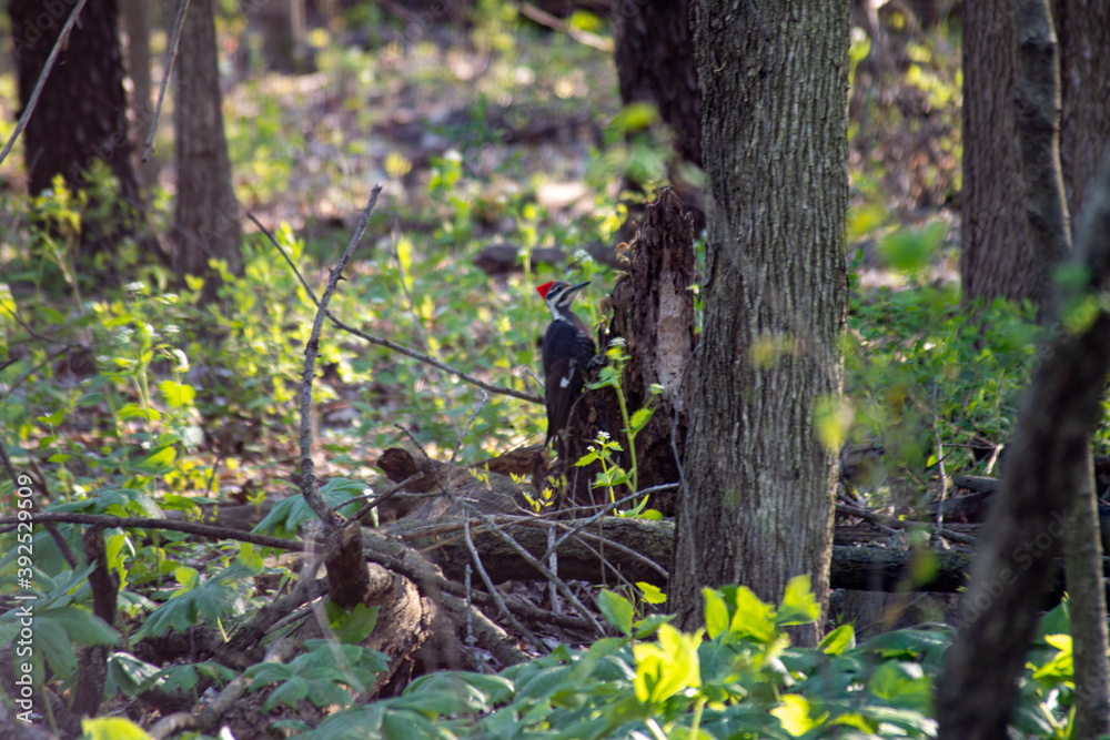 Obraz premium Woodpecker