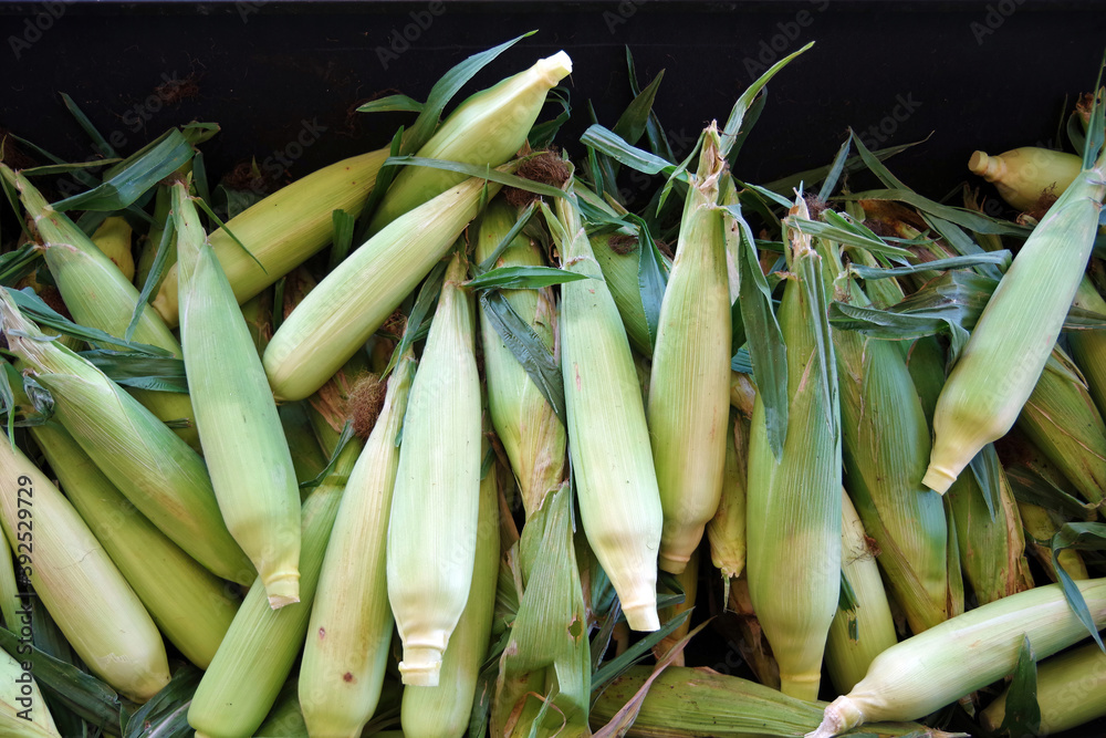 Fresh organic ears of corn displayed for sale at a farm market stand Fresh organic ears of corn displayed for sale at a farm market stand