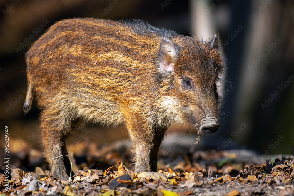 Small Wild boar in the autumn forest Small Wild boar in the autumn forest