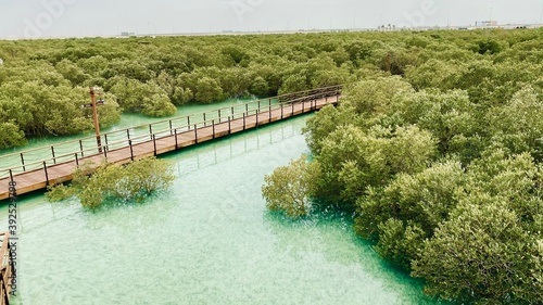 Mangrove forest in Abu Dhabi