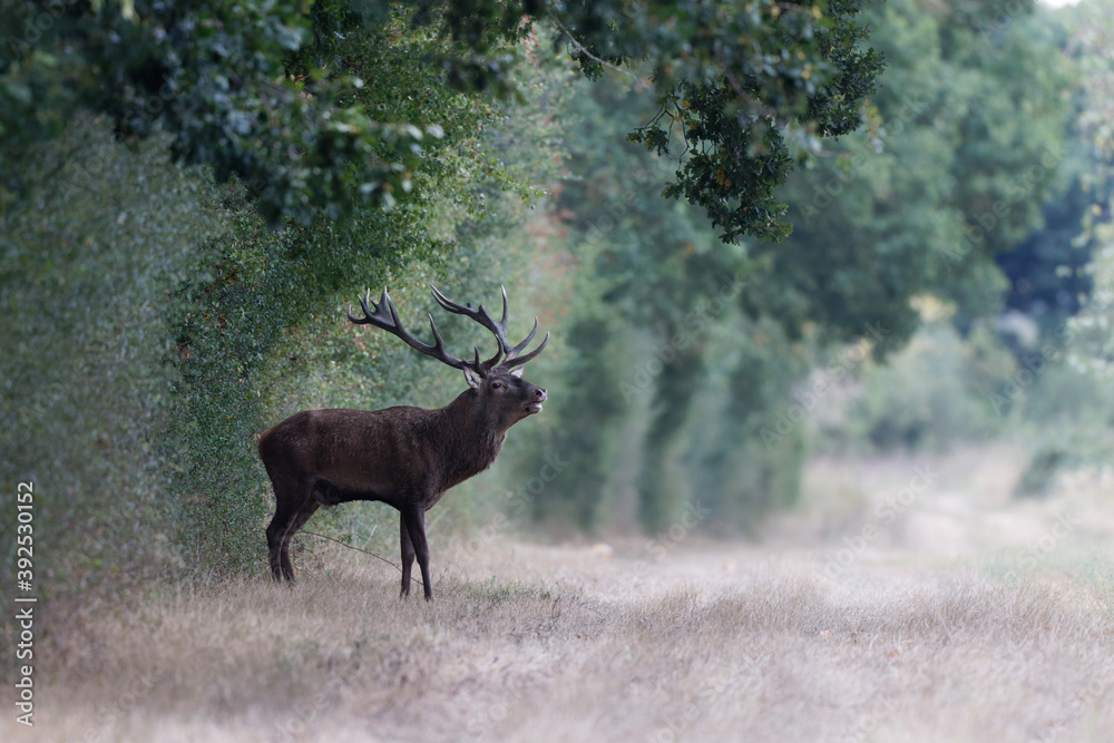 Obraz premium Cerf élaphe mâle